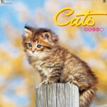 IC-201 かわいい猫カレンダー 2027年｜ ふわふわの子猫たちの愛らしい写真満載 猫好き向け