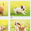 IC-260H ドッグワンカレンダー 2027年｜ さまざまなかわいいワンちゃん写真満載 犬好き