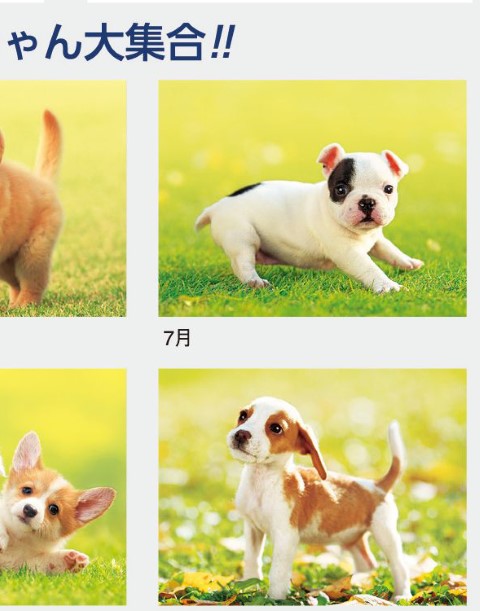 IC-260H ドッグワンカレンダー 2027年｜ さまざまなかわいいワンちゃん写真満載 犬好き