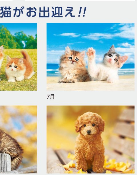 IC-261H マイペットカレンダー 2027年｜ 子犬と子猫の写真満載 ペット好き癒し