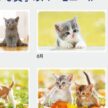 IC-262 Dear Familyカレンダー 2027年｜ 子犬と子猫の写真とおしゃれ文字の癒し系動物