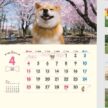 「NK-035 柴犬まるとおさんぽ」の画像。世界中で愛される大人気柴犬「まる」の豊かな表情が満載。一緒にお散歩している気分を味わえ、毎日を笑顔で過ごせる癒やし度満点の名入れカレンダーです。