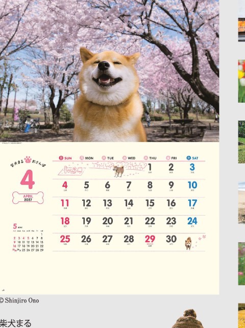 「NK-035 柴犬まるとおさんぽ」の画像。世界中で愛される大人気柴犬「まる」の豊かな表情が満載。一緒にお散歩している気分を味わえ、毎日を笑顔で過ごせる癒やし度満点の名入れカレンダーです。
