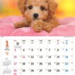 カレンダー「NK-454 サンキュー・ドッグ」の画像。ピュアな瞳で見つめる可愛い子犬たちの写真が満載。愛くるしいポーズに毎日胸キュン必至の、暮らしに笑顔と癒やしを運ぶ子犬の名入れカレンダーです。