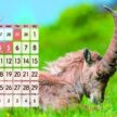 SP-306 すやすや卓上カレンダー 2027年｜ 癒しの寝姿でリラックス 平和な時間が訪れる動物卓上カレンダー